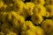 Yellow flowers of Chrysanthemum plant