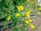 Yellow flowers of Clematis tangutica