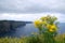 Yellow flowers in Cliffs of Moher, Ireland