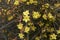 Yellow flowers close up of Jasminum nudiflorum