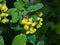 Yellow flowers cluster on blooming Common or European Barberry, Berberis Vulgaris, macro with raindrops, selective focus