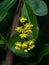 Yellow flowers cluster on blooming Common or European Barberry, Berberis Vulgaris, macro, selective focus, shallow DOF