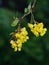 Yellow flowers clusters on blooming Common or European Barberry, Berberis Vulgaris macro with raindrops, selective focus