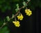 Yellow flowers clusters on blooming Common or European Barberry Berberis Vulgaris, macro with raindrops, selective focus