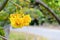 Yellow flowers of Cochlospermum Regium