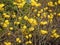 Yellow flowers of Cochlospermum regium, Cotton Tree, Yellow Silk Cotton, Butter Cup, Torchwood blossoming on the branches
