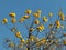 Yellow flowers of Cochlospermum regium, Cotton Tree, Yellow Silk Cotton, Butter Cup, Torchwood blossoming on the branches