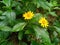 Yellow flowers in coffee garden Chiang rai Thailand