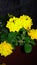 Yellow flowers colour green night shadow