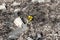 Yellow flowers of coltsfoot in spring in the middle of the garbage