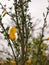 Yellow flowers of common gorse or Ulex europaeus known