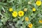 Yellow flowers of Common madia, marigold in the garden. Summer and spring time.