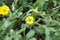 Yellow flowers of Common madia, marigold in the garden. Summer and spring time.