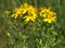 Yellow flowers of common or perforate St John`s wort plant, Hypericum perforatum