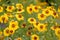 Yellow flowers of common sneezeweed or Helenium autumnale