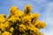 Yellow flowers on a common whin bush or gorse displaying their full spring glory in County Down Northern Ireland. These heavily th