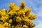 Yellow flowers on a common whin bush or gorse displaying their full spring glory in County Down Northern Ireland. These heavily th