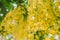 Yellow flowers that are commonly found along various roads, namely the color of Cassia fistula flower or Ratchapruek flowers,