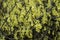 Yellow flowers of Corylopsis spicata