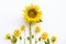 Yellow flowers cosmos, marigolds and  sunflowers arrangement flat lay postcard style