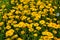 Yellow flowers of Cota tinctoria plants