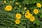 Yellow flowers of Cota tinctoria plants.Golden Marguerite Anthemis tinctoria in meadow