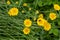 Yellow flowers of Cota tinctoria plants.Golden Marguerite Anthemis tinctoria in meadow