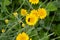 Yellow flowers of Cota tinctoria plants.Golden Marguerite Anthemis tinctoria in meadow