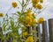 Yellow flowers in a country side