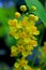 Yellow flowers of Creeping grape, Berberis aquifolium var. repens