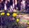 Yellow flowers Crepis tectorum