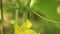 Yellow flowers of cucumbers bloom on the bush. flowering cucumbers grown in open ground. plantation of cucumbers