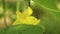 Yellow flowers of cucumbers bloom on the bush. flowering cucumbers grown in open ground. plantation of cucumbers