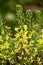 Yellow flowers of curly kale for next seed collection in spring garden