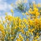 Yellow flowers of cytisus scrub close up