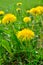 Yellow flowers dandelions among green grass on a lawn