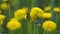 Yellow flowers dandelions on a green meadow in spring. Dandelion flower in the wind. Nature background. Buds in the