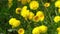 Yellow flowers dandelions on a green meadow in spring. Dandelion flower in the wind. Nature background. Buds in the