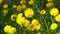 Yellow flowers dandelions on a green meadow in spring. Dandelion flower in the wind. Nature background. Buds in the