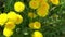 Yellow flowers dandelions on a green meadow in spring. Dandelion flower in the wind. Nature background. Buds in the