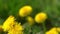 Yellow flowers dandelions on a green meadow in spring. Dandelion flower in the wind. Nature background. Buds in the