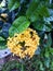 yellow flowers with dense leaves in summer