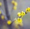 Yellow flowers of dogwood