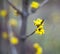 Yellow flowers of dogwood