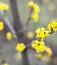 Yellow flowers of dogwood