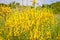 Yellow Flowers of a dyer broom Genista tinctoria, dyer`s greenweed. Medicinal plant