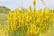 Yellow Flowers of a dyer broom. Medicinal plant, and is used for dyeing textiles