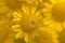 Yellow flowers of dyer`s camomile Anthemis tinctoria
