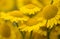 Yellow flowers of dyer`s camomile Anthemis tinctoria