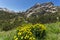 Yellow Flowers and Dzhangal peak, Pirin Mountain